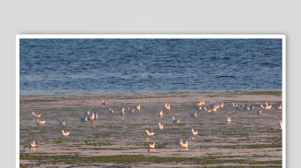 海鸥飞翔视频素材-众图网