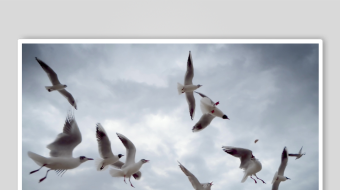 海鸥飞翔视频素材-众图网