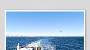 海鸥飞翔视频素材-众图网