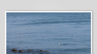 海鸥飞翔视频素材-众图网