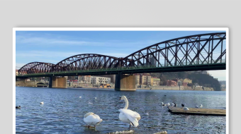 海鸥飞翔视频素材-众图网