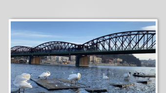 海鸥飞翔视频素材-众图网