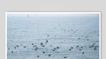 海鸥飞翔视频素材-众图网