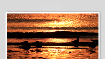 海鸥飞翔视频素材-众图网