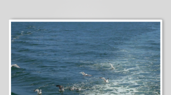 海鸥飞翔视频素材-众图网