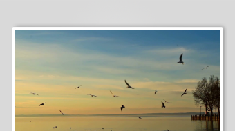 夕阳下飞鸟翔于平静湖面-众图网