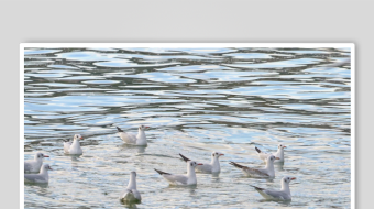 海鸥飞翔视频素材-众图网