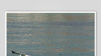 海鸥飞翔视频素材-众图网