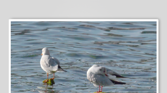 海鸥飞翔视频素材-众图网