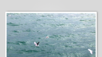 海面上飞翔的几只海鸥-众图网