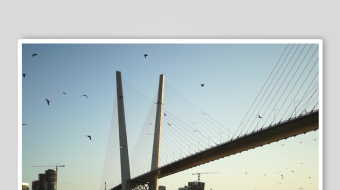 海鸥飞翔视频素材-众图网