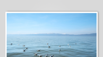 海面群鸟嬉戏的美好景象-众图网