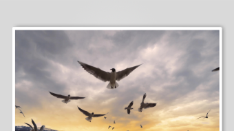 夕阳下群鸟翱翔于海面-众图网