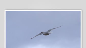 天空中翱翔的飞鸟-众图网