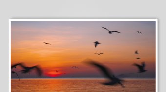 夕阳下海鸥翱翔于海面-众图网