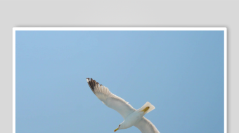 海鸥飞翔视频素材-众图网