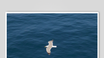 海面上翱翔的白色海鸥-众图网