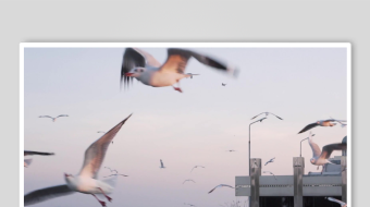 海边群鸥飞舞的美丽景象-众图网