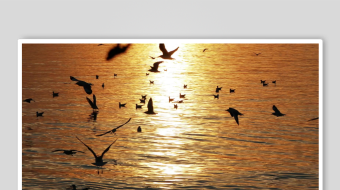 夕阳下群鸟翱翔于海面-众图网