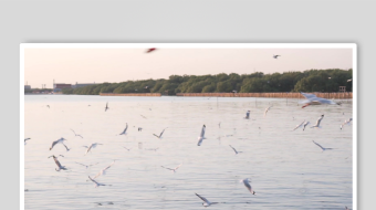 湖畔飞鸟自然灵动之景-众图网