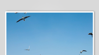 海鸥飞翔视频素材-众图网