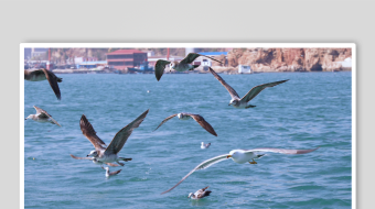 海面上飞翔的群鸟-众图网