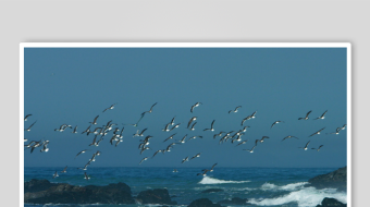 海鸟翱翔于碧海礁石之上-众图网