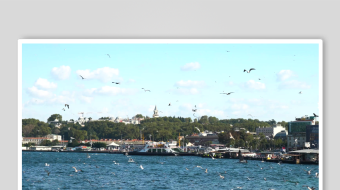 海滨风光海鸟与岸边景致-众图网