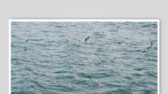 海鸥飞翔视频素材-众图网