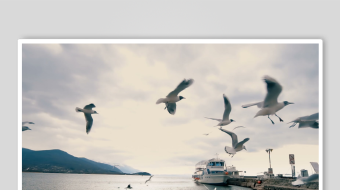 码头海鸥飞舞的美丽景象-众图网