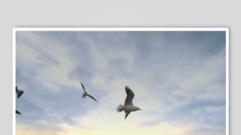 夕阳下群鸟飞翔的美景-众图网