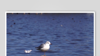 水面上的海鸥与木桩-众图网