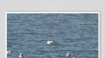 海面上飞翔的一群鸟儿-众图网