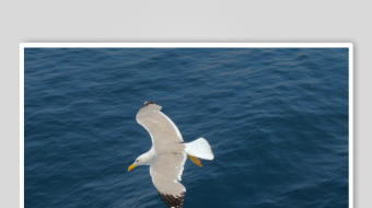 海鸥翱翔于蔚蓝大海-众图网