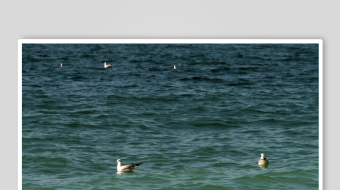 海面上飞翔的几只海鸥-众图网