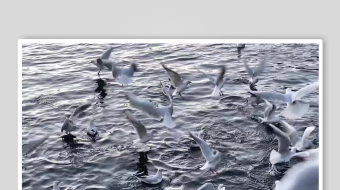 水面群鸟嬉戏场景-众图网