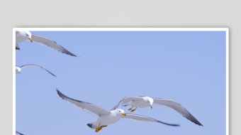 蓝天中飞翔的洁白海鸥-众图网