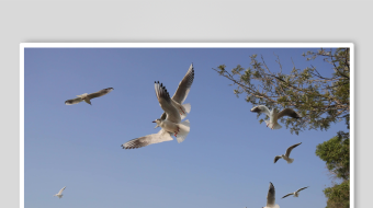 蓝天中飞翔的成群海鸥-众图网