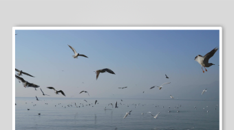 海面上群鸟飞翔的美景-众图网