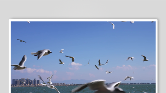 海鸥飞翔视频素材-众图网