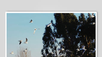 海鸥飞翔视频素材-众图网