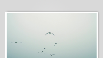 海鸥飞翔视频素材-众图网