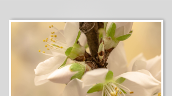 洁白绽放的枝头春花-众图网