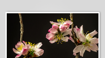 春暖花开延时素材-众图网