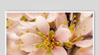 娇艳绽放的美丽杏花-众图网