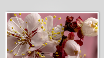 绽放的白色杏花枝头-众图网