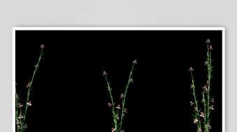 两株带露珠的嫩绿植物-众图网