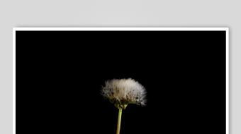 孤独蒲公英黑暗中的绽放-众图网