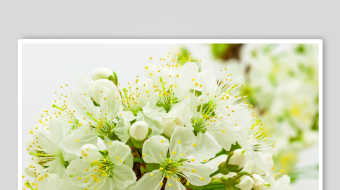 春暖花开延时素材-众图网