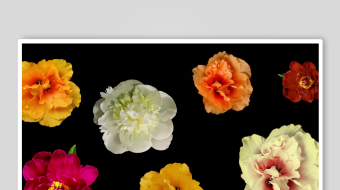 多彩花卉组合展示-众图网